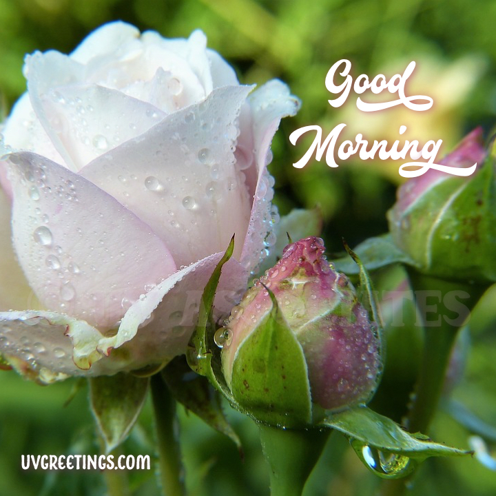 Beautiful Roses for a Beautiful Morning UVGreetings