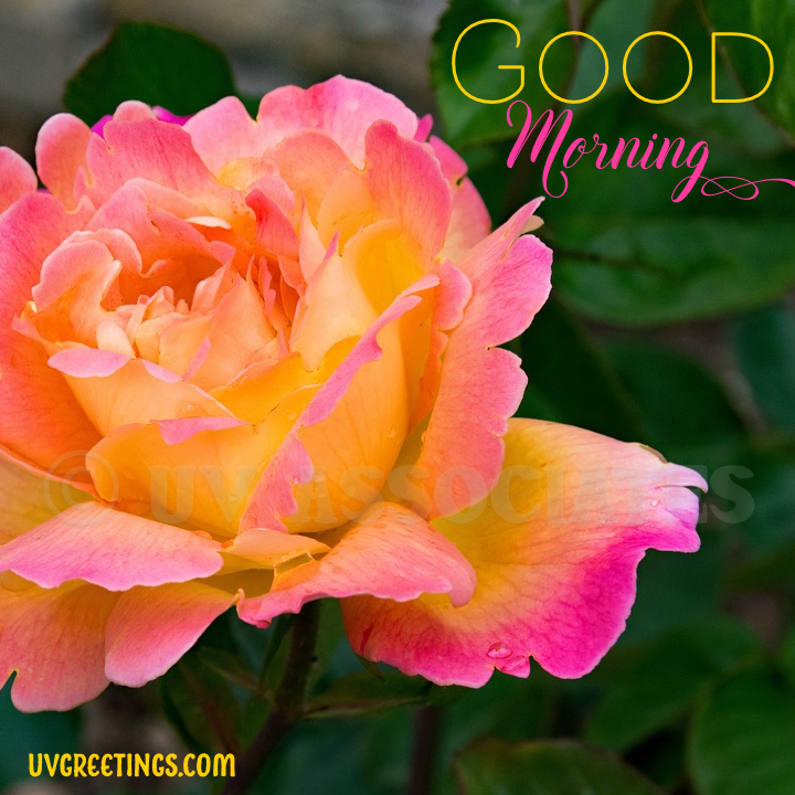 Beautiful Roses for a Beautiful Morning UVGreetings