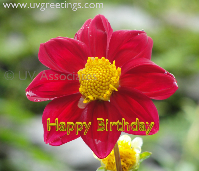 Feliz cumpleaños,   Zipi!!! Happy-Birthday-bright-red-yellow-flower-ecard_2